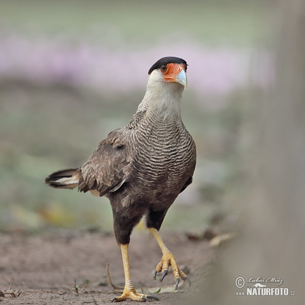 Caracara plancus