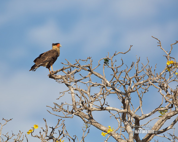 Caracara plancus