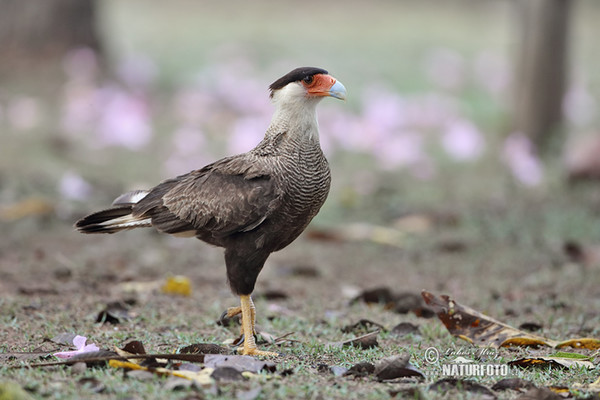 Caracara plancus