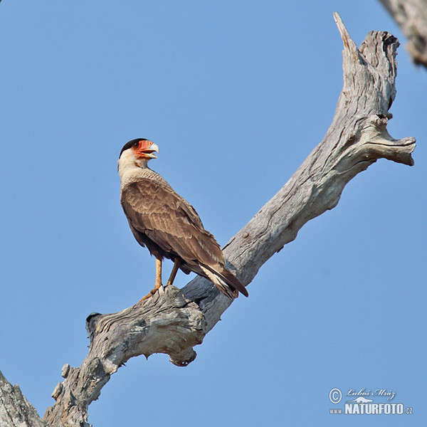 Caracara plancus