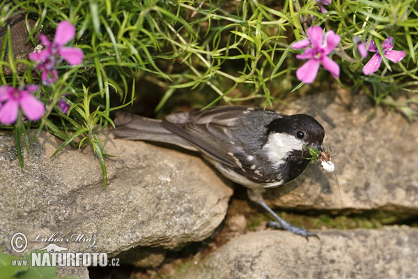 Carbonero garrapinos