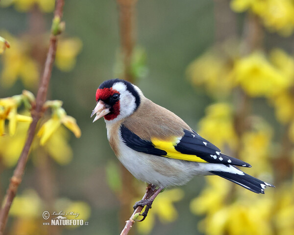 Carduelis carduelis