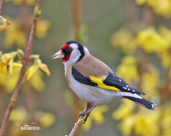 Carduelis carduelis