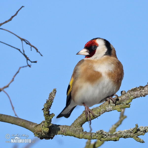 Carduelis carduelis