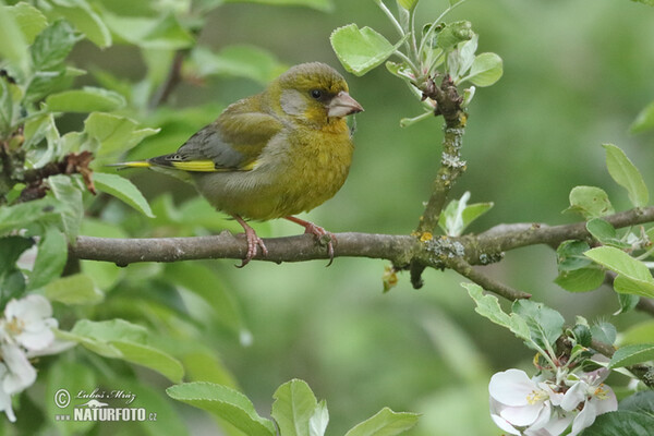 Carduelis chloris