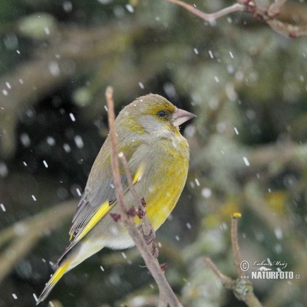 Carduelis chloris
