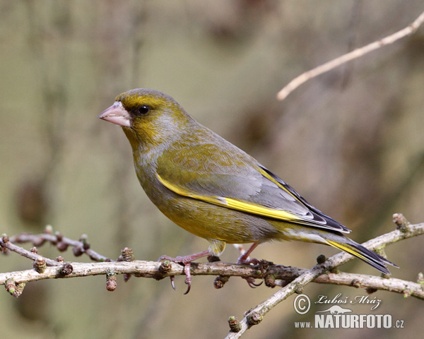 Carduelis chloris