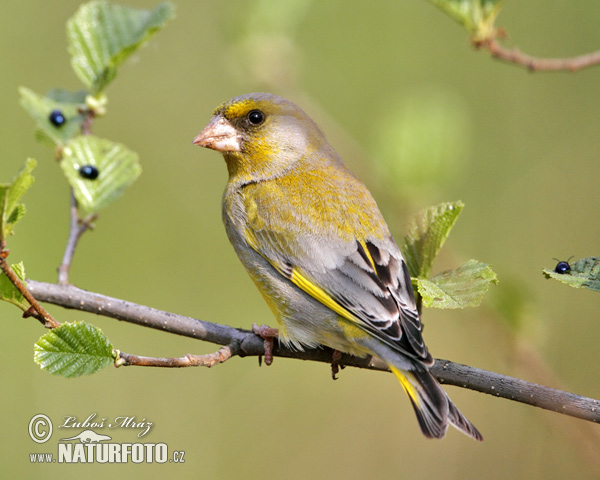 Carduelis chloris