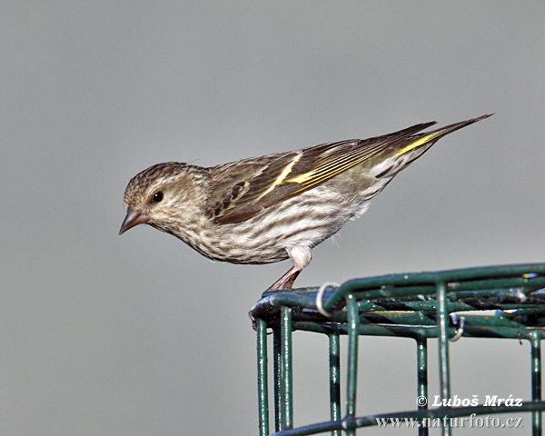 Carduelis pinus