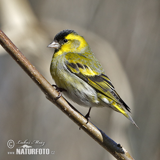 Carduelis spinus