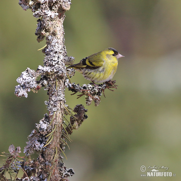 Carduelis spinus