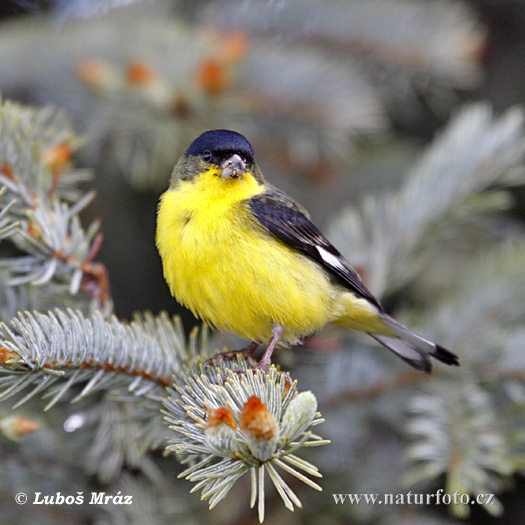 Carduelis tristis