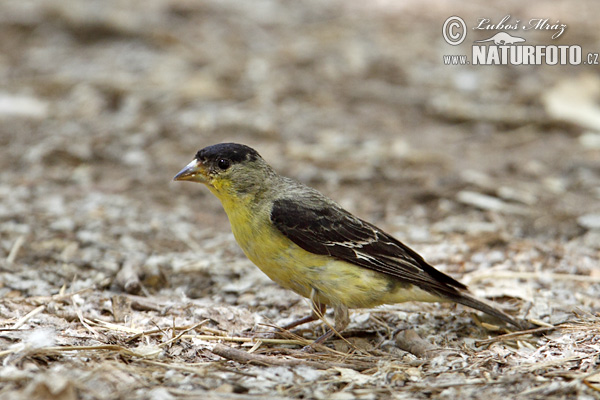 Carduelis tristis