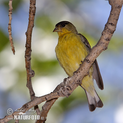 Carduelis tristis