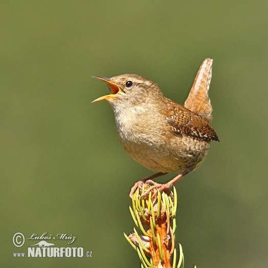 Cargolet