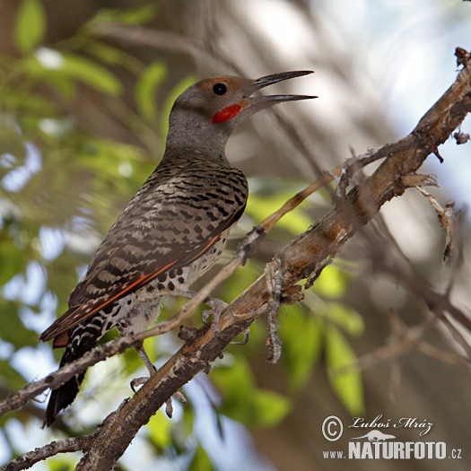 Carpintero escapulario