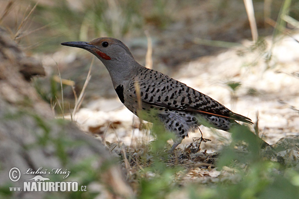 Carpintero escapulario