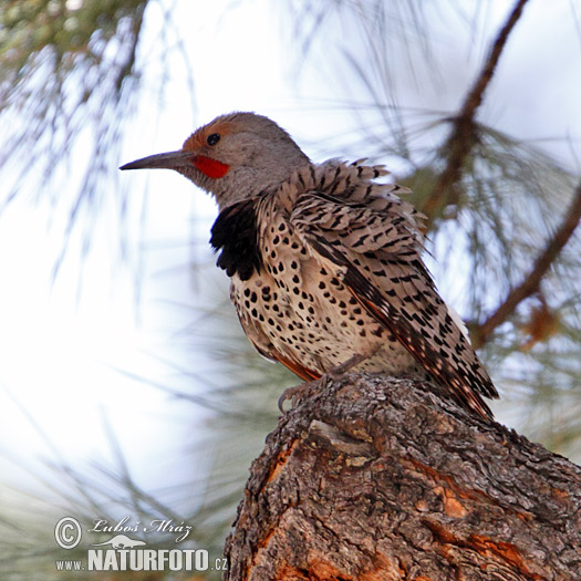 Carpintero escapulario