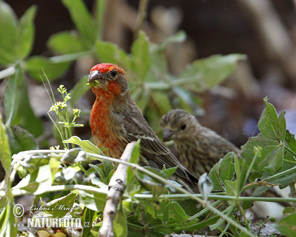 Carpodacus mexicanus