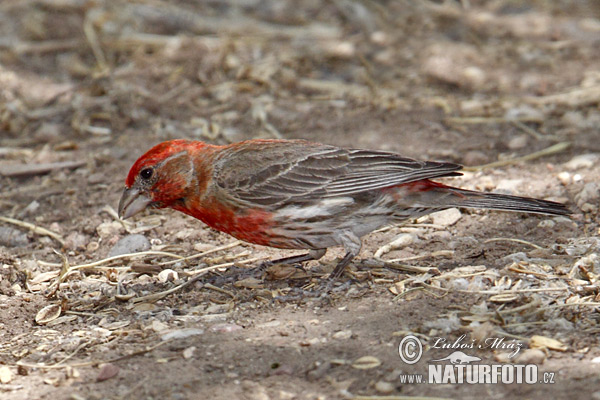 Carpodacus mexicanus