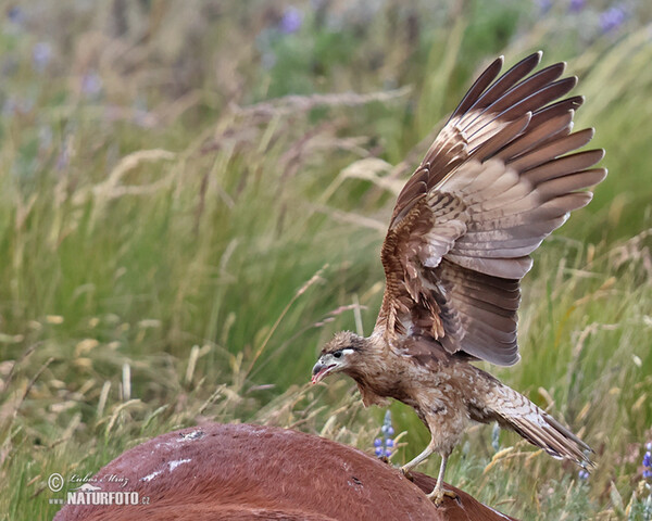 Carunculated Caracara (Phalcoboenus carunculatus)