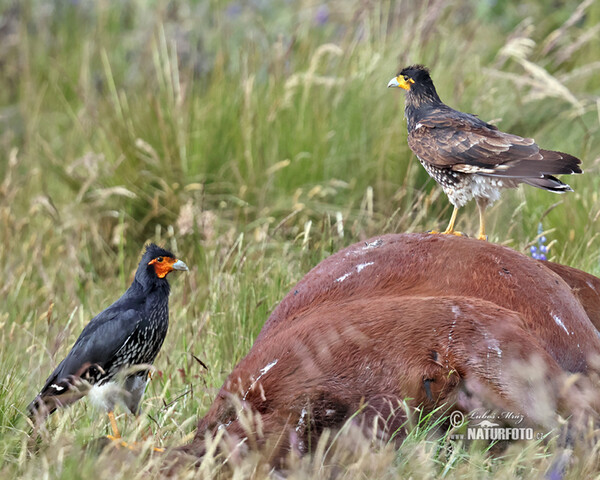 Carunculated Caracara (Phalcoboenus carunculatus)