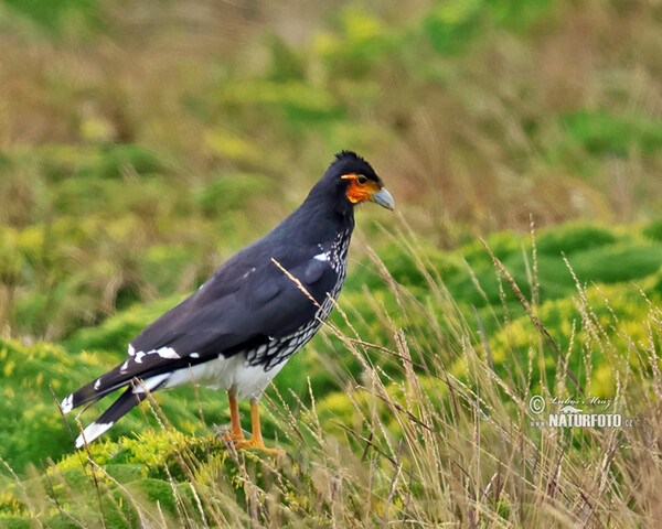 Carunculated Caracara (Phalcoboenus carunculatus)