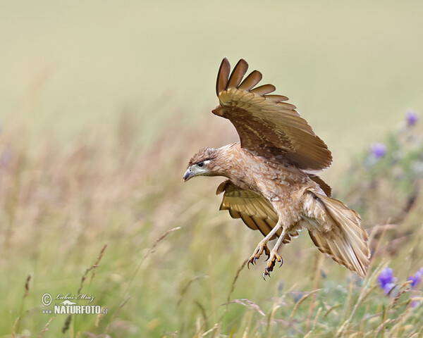 Carunculated Caracara (Phalcoboenus carunculatus)