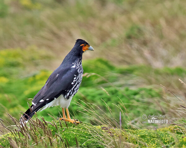 Carunculated Caracara (Phalcoboenus carunculatus)