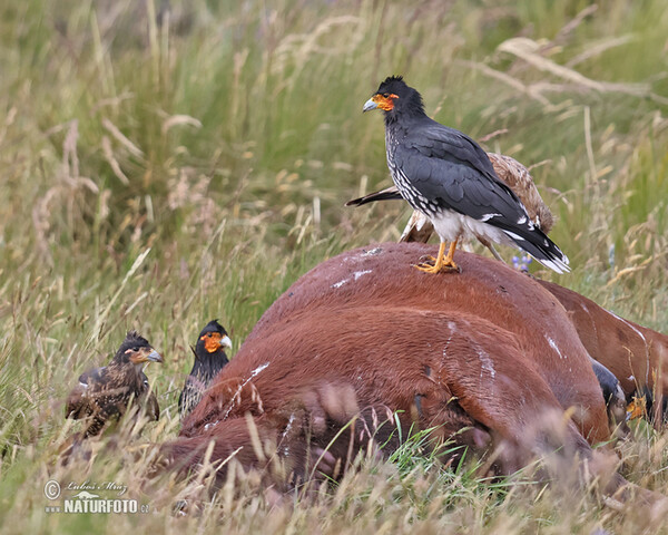 Carunculated Caracara (Phalcoboenus carunculatus)