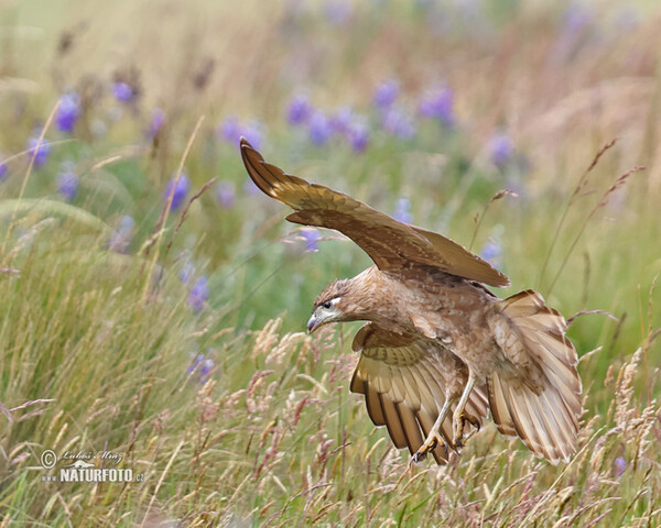 Carunculated Caracara (Phalcoboenus carunculatus)