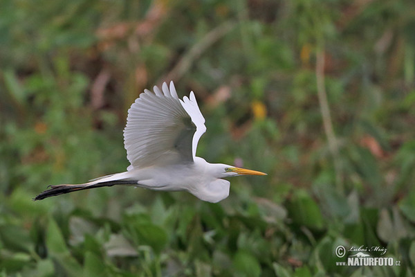 Casmerodius albus