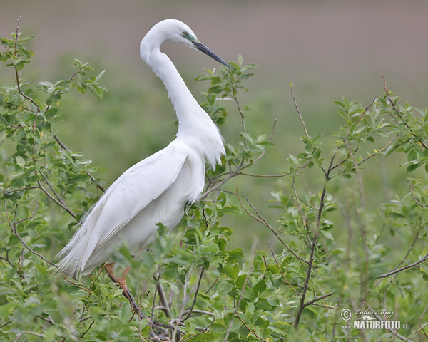 Casmerodius albus