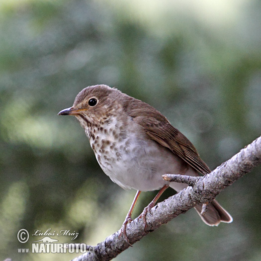 Catharus guttatus