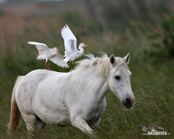 Cattle Egret (Bubulcus ibis)