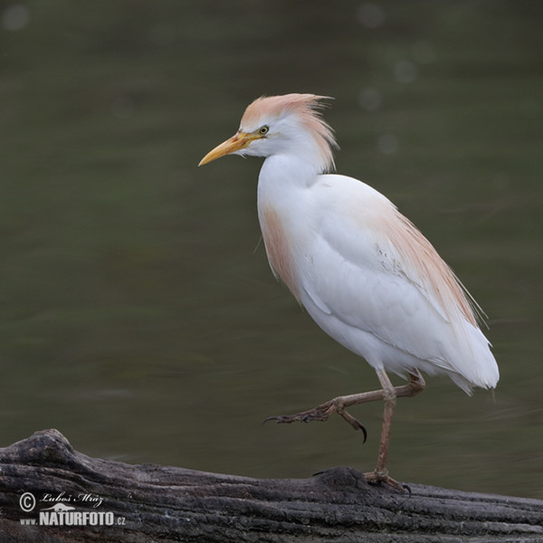 Cattle Egret (Bubulcus ibis)