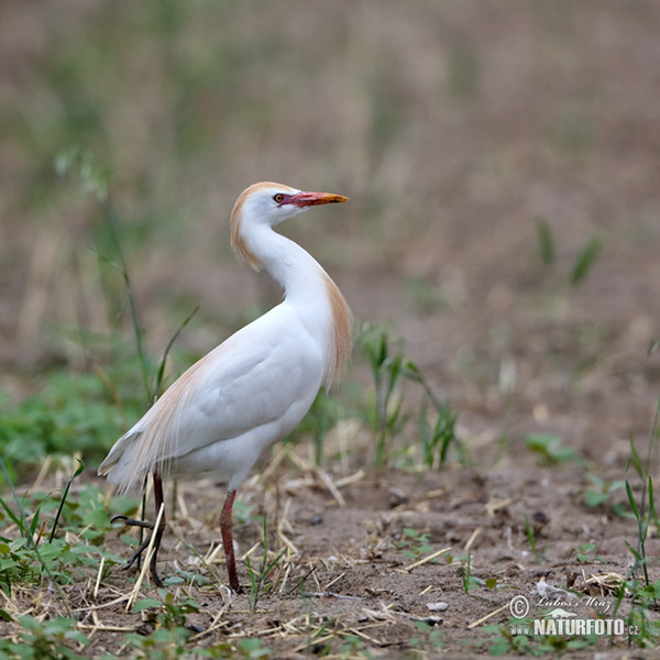 Cattle Egret (Bubulcus ibis)