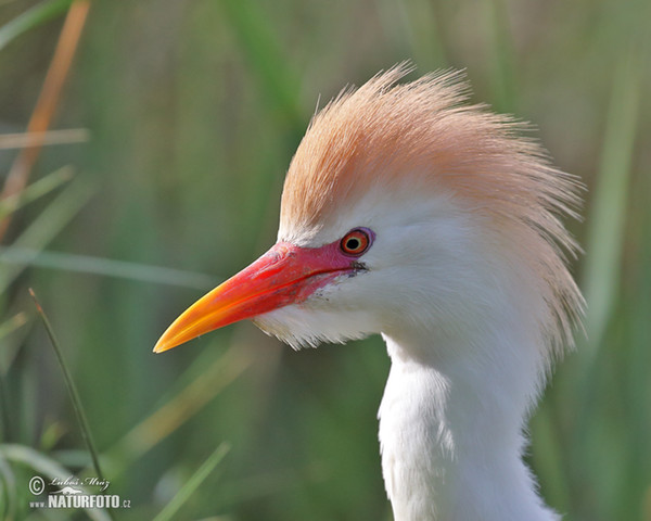 Cattle Egret (Bubulcus ibis)