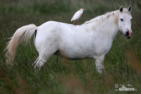 Cattle Egret (Bubulcus ibis)