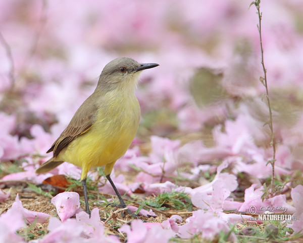 Cattle Tyrant (Machetornis rixosa)