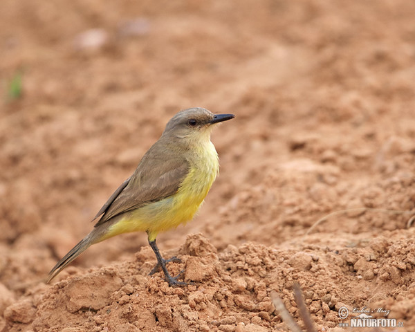 Cattle Tyrant (Machetornis rixosa)