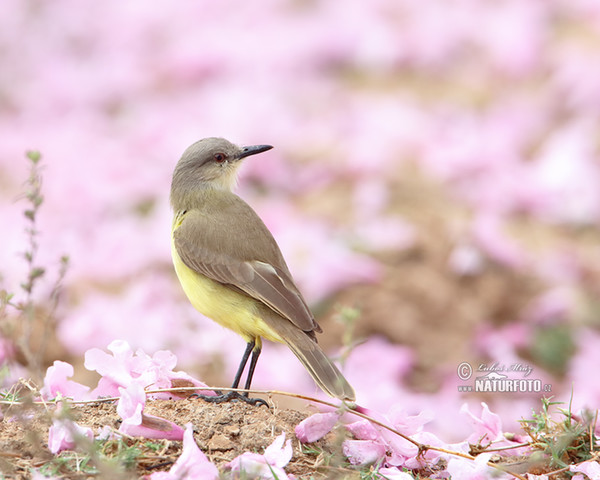 Cattle Tyrant (Machetornis rixosa)