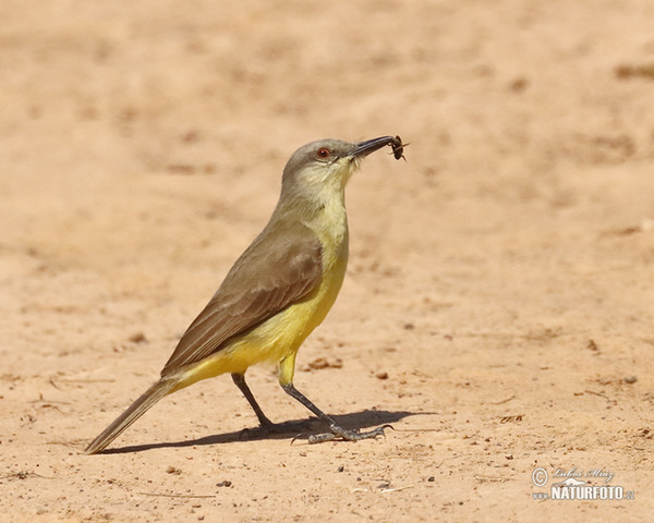 Cattle Tyrant (Machetornis rixosa)