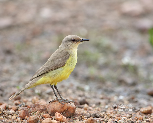 Cattle Tyrant (Machetornis rixosa)