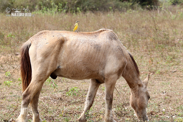 Cattle Tyrant (Machetornis rixosa)