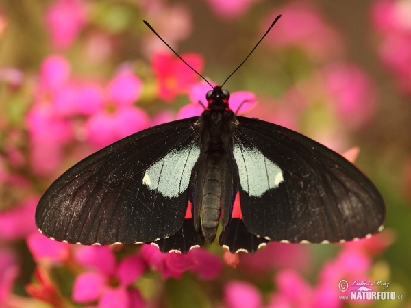 Cattleheart (Parides arcas)