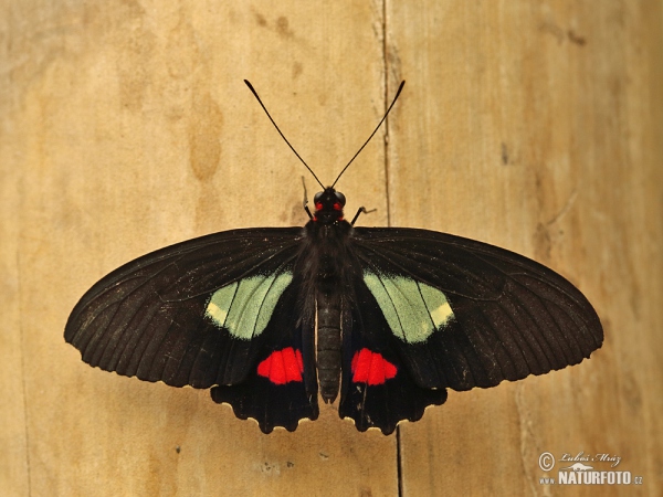 Cattleheart (Parides arcas)