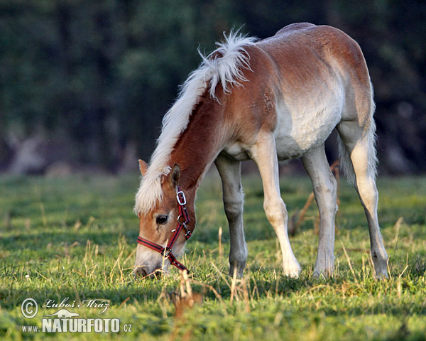 Cavallo domestico