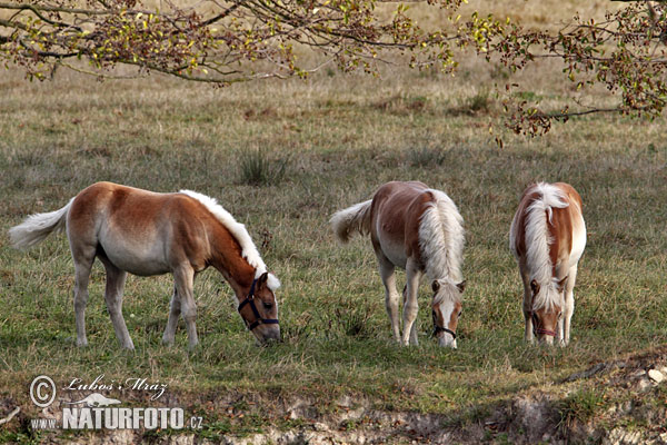 Cavalo