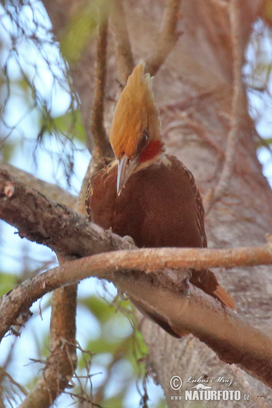 Celeus lugubris